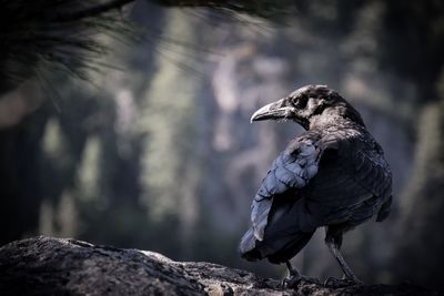 Close-up of bird perching on rock