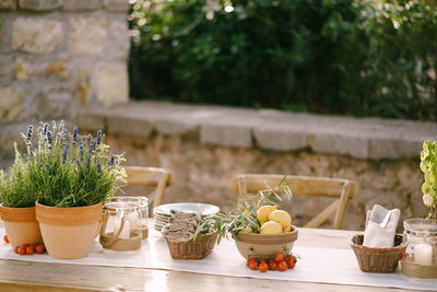 Potted plant on table