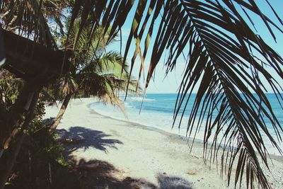 Palm trees on beach against sky