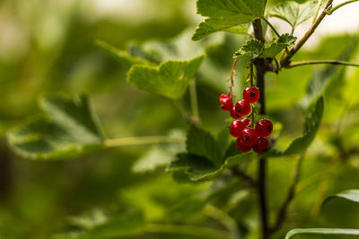 Close-up of red berries on tree