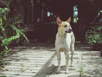 Dog standing in yard