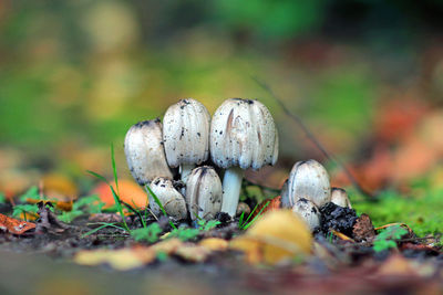 Close-up of mushroom growing on field