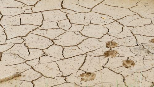 Detail shot of cracked ground