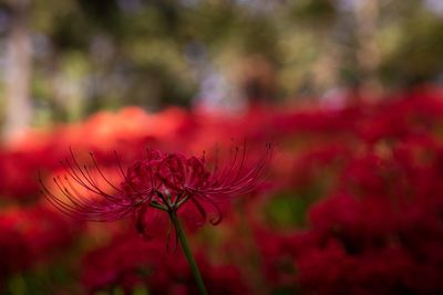 Close-up of red flowering plant