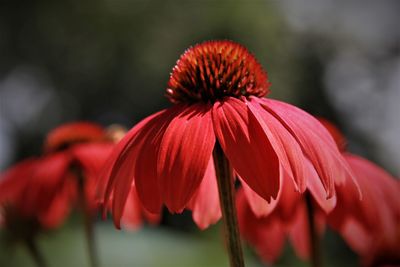 Close-up of red coneflower blooming outdoors