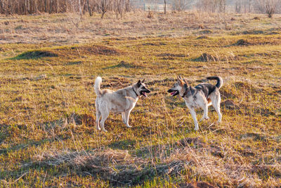 Two shepherd dogs playing on meadow at sunset.