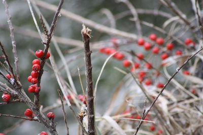 Close-up of berries growing on tree