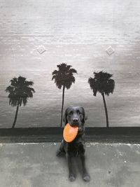 Close-up of dog by trees against sky