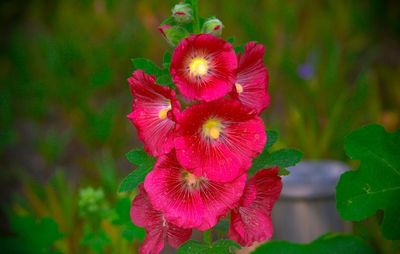 Close-up of pink flower