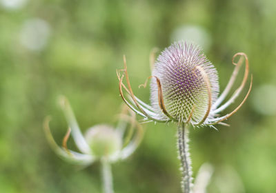 Close-up of flowers