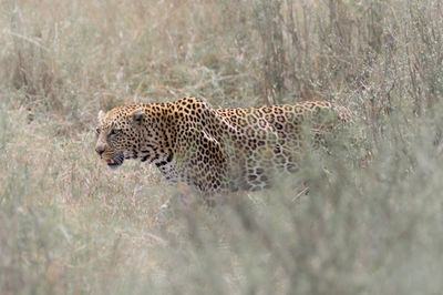 Leopard on field