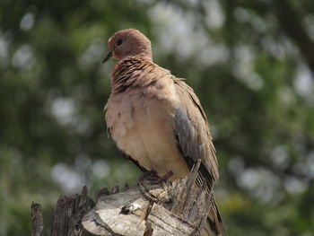 Close-up of bird perching on tree