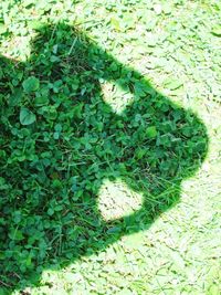 High angle view of leaf on field