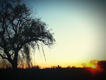 Silhouette of trees at sunset