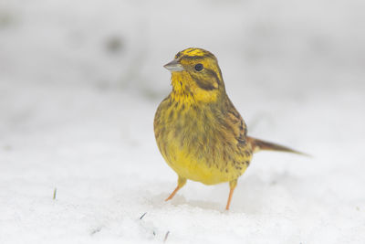 Close-up of bird perching on snow