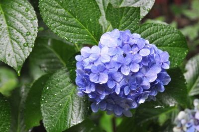 Close-up of purple flower