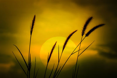 Close-up of silhouette plant against sky during sunset