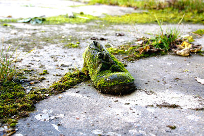 Close-up of frog on rock