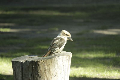 Close-up of wooden post