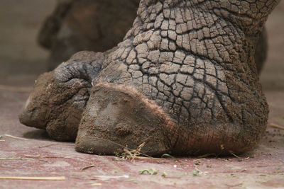 Close-up of elephant foot