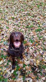 Portrait of a dog on field