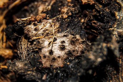 Close-up of dried leaf