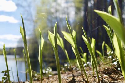 Close-up of plants growing on field