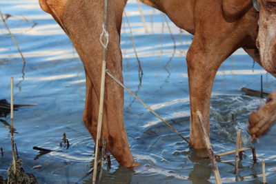 Close-up of horse in water