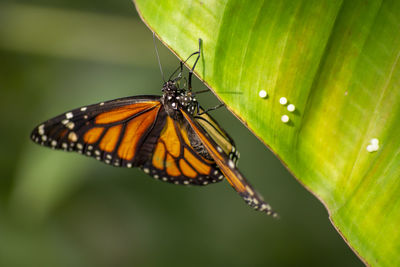 Close-up of butterfly on flower