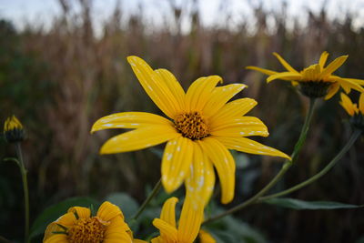 Close-up of yellow flowers blooming outdoors