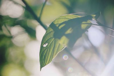 Close-up of green leaf on plant