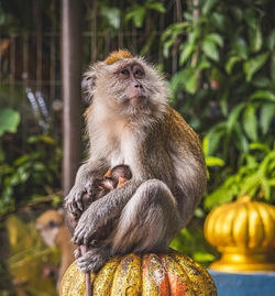 Close-up of  monkey mama holding her baby gently