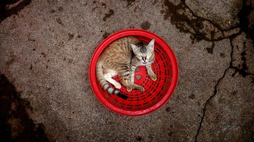 High angle view of a cat