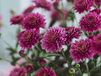 Close-up of pink flowering plants