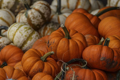 Close-up of pumpkins for sale at market stall