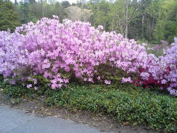 Purple flowers growing on tree