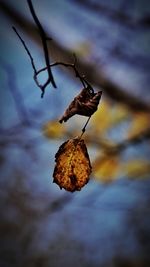 Close-up of dried leaves on plant