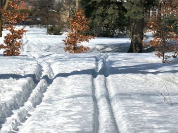 Snow covered trees in forest