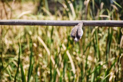 Close-up of bird over grass