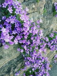 Close-up of purple flowers