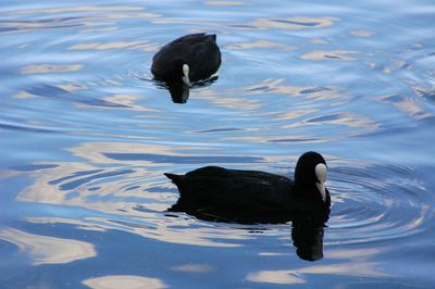 Ducks swimming in lake