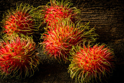 Close-up of orange flowers in sea