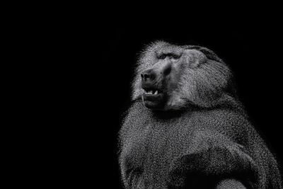 Close-up of monkey against black background