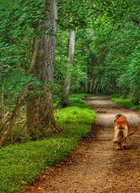 View of dog on footpath in forest