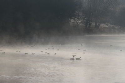 Birds in water against sky