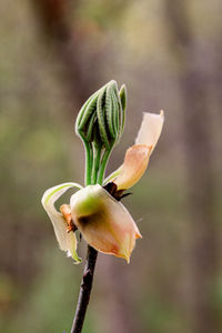 Close-up of wilted flower bud