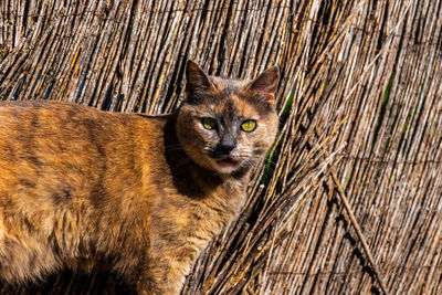 Close-up portrait of a cat