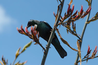 Low angle view of bird perching on tree against sky