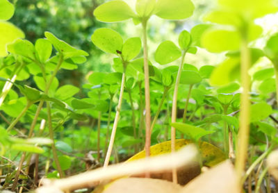 Close-up of fresh green plant in field