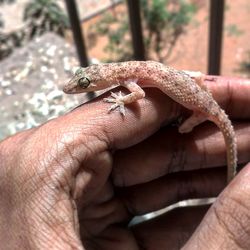 Close-up of cropped hand